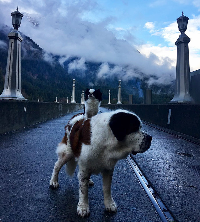 A pequena spaniel japonês Lulu e o gigante São Bernardo Blizzard são melhores amigos. Para acompanhar as aventuras deles, é só seguir @blizzardandlulu no Instagram