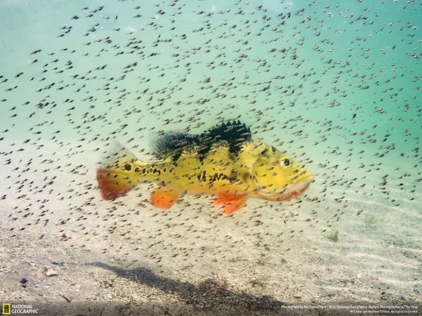 O concurso divulgou as 50 fotos finalistas do National Geographic Nature Photographer of the Year 2016