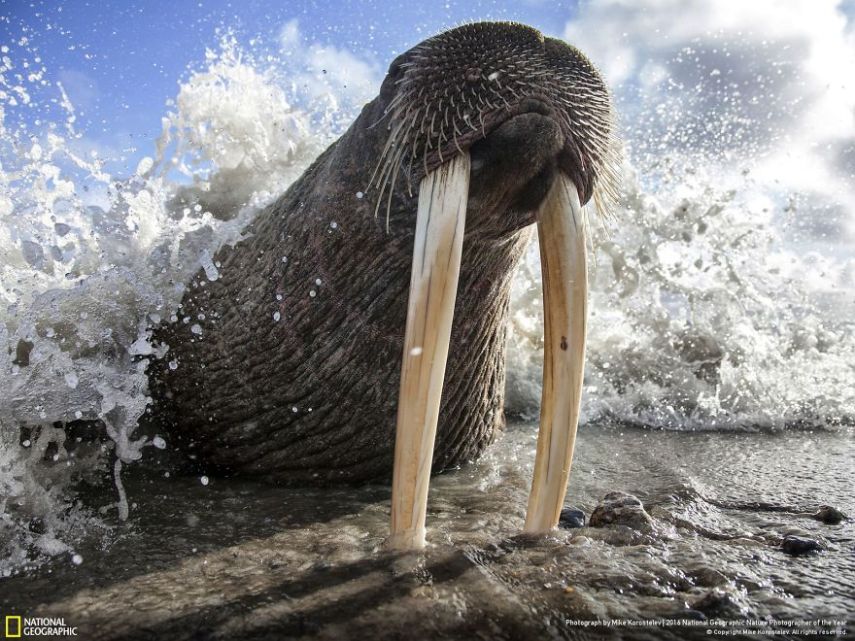 O concurso divulgou as 50 fotos finalistas do National Geographic Nature Photographer of the Year 2016