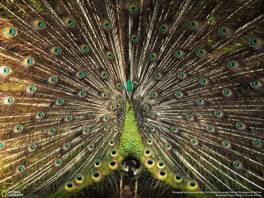 O concurso divulgou as 50 fotos finalistas do National Geographic Nature Photographer of the Year 2016