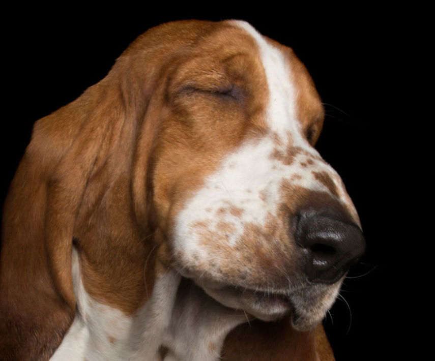 Alex Cearns fotografa essas belezuras para provar que cachorro também medita! Entrou no clima?