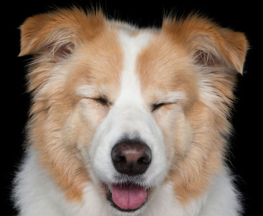 Alex Cearns fotografa essas belezuras para provar que cachorro também medita! Entrou no clima?