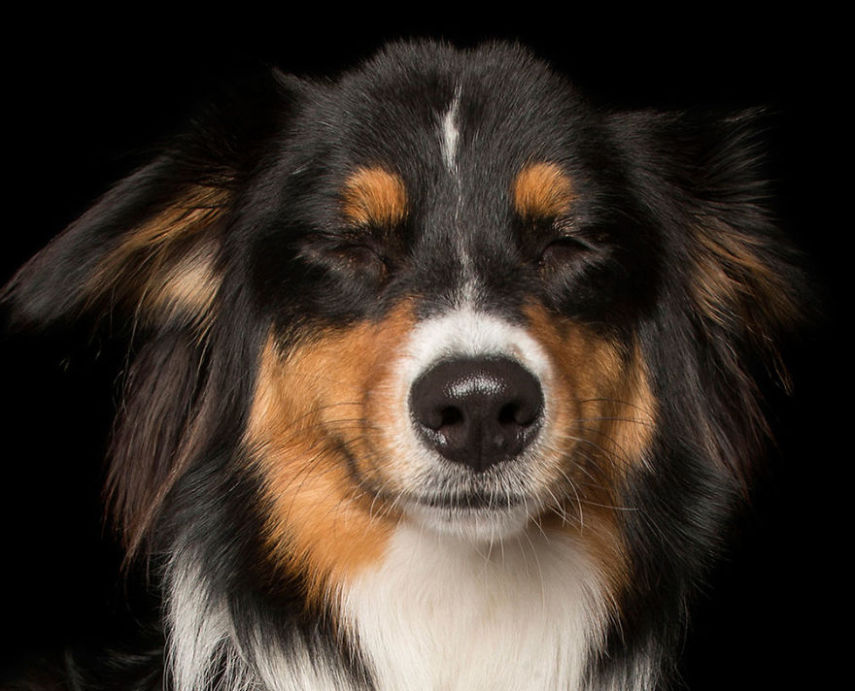 Alex Cearns fotografa essas belezuras para provar que cachorro também medita! Entrou no clima?