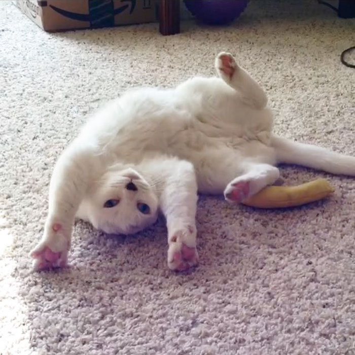 Molly Lichtenwalner adotou um gato abandonado por não ter orelhas e, como retribuição, ganhou uma ajuda para superar o transtorno de ansiedade. Siga as aventuras de Otitis no Instagram @adventuresofotitis