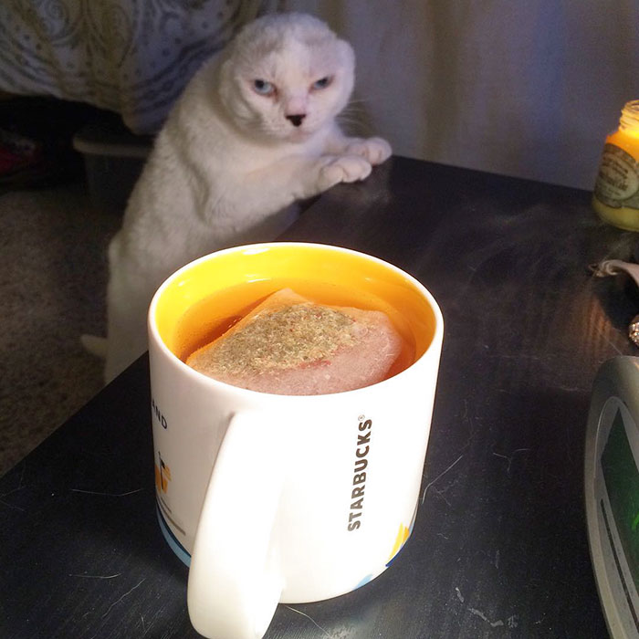 Molly Lichtenwalner adotou um gato abandonado por não ter orelhas e, como retribuição, ganhou uma ajuda para superar o transtorno de ansiedade. Siga as aventuras de Otitis no Instagram @adventuresofotitis