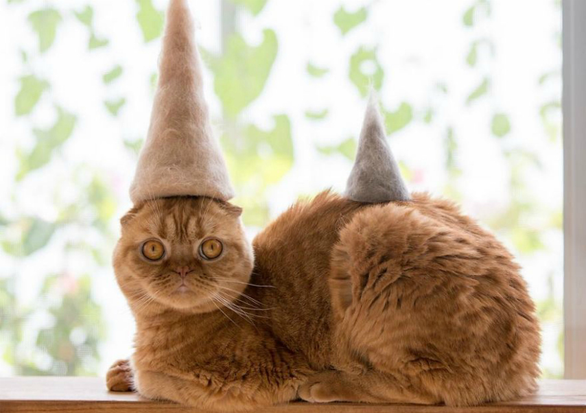 Fotógrafo faz chapéus para gatos feitos com pelos dos próprios felinos
