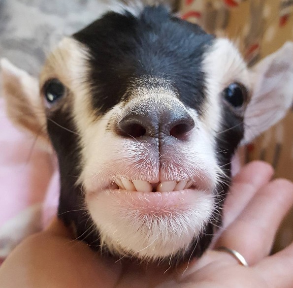 Polly é uma cabra que foi adotada, após descobrirem que ela sofre de ansiedade, além de ser cega, ter problemas neurológicos e pesar muito pouco. Para acalmá-la, quando tem crises de ansiedade, a dona costuma colocar uma fantasia de pato na cabra