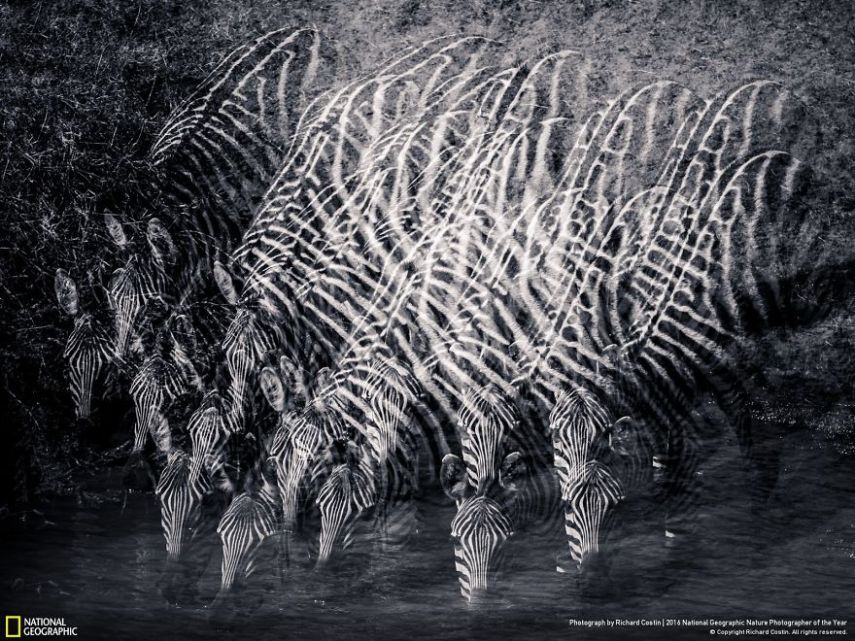 O concurso divulgou as 50 fotos finalistas do National Geographic Nature Photographer of the Year 2016