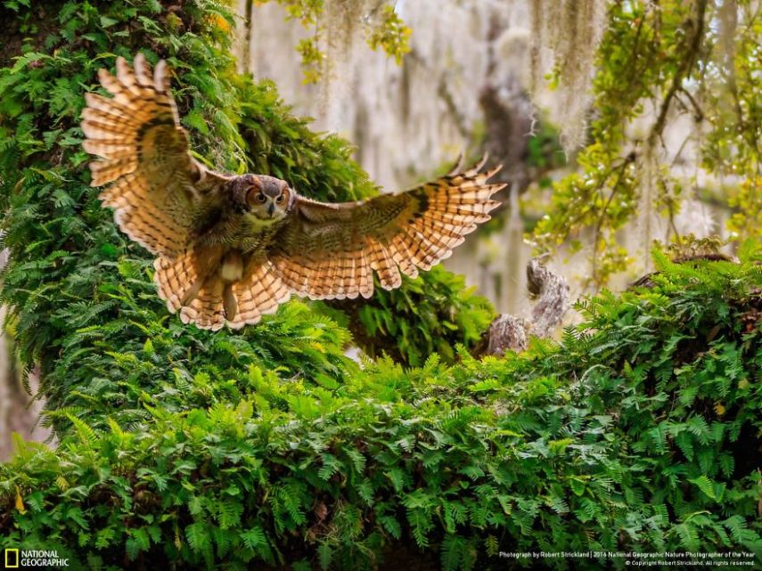 O concurso divulgou as 50 fotos finalistas do National Geographic Nature Photographer of the Year 2016