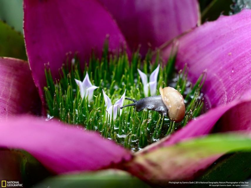 O concurso divulgou as 50 fotos finalistas do National Geographic Nature Photographer of the Year 2016