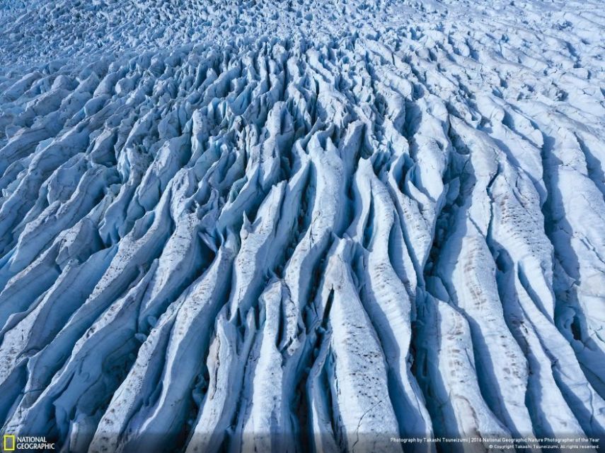 O concurso divulgou as 50 fotos finalistas do National Geographic Nature Photographer of the Year 2016