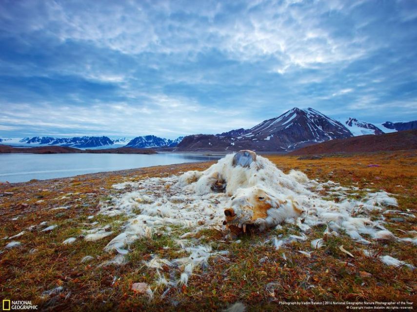 O concurso divulgou as 50 fotos finalistas do National Geographic Nature Photographer of the Year 2016