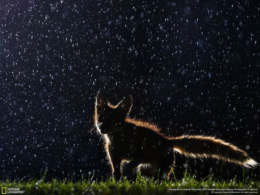 O concurso divulgou as 50 fotos finalistas do National Geographic Nature Photographer of the Year 2016