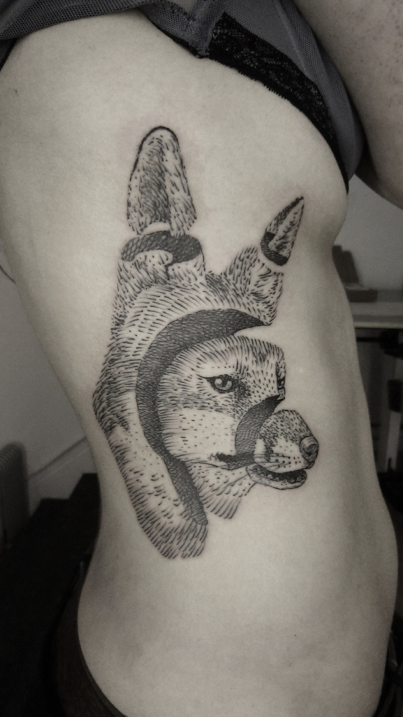 Animais 