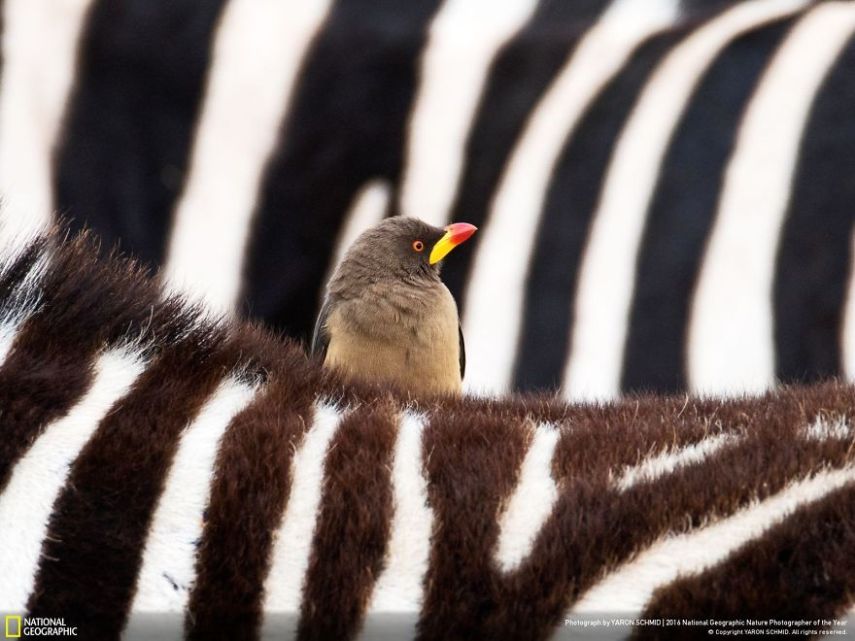 O concurso divulgou as 50 fotos finalistas do National Geographic Nature Photographer of the Year 2016