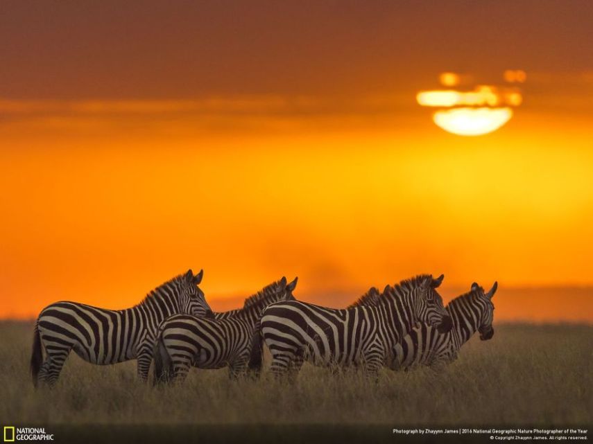O concurso divulgou as 50 fotos finalistas do National Geographic Nature Photographer of the Year 2016