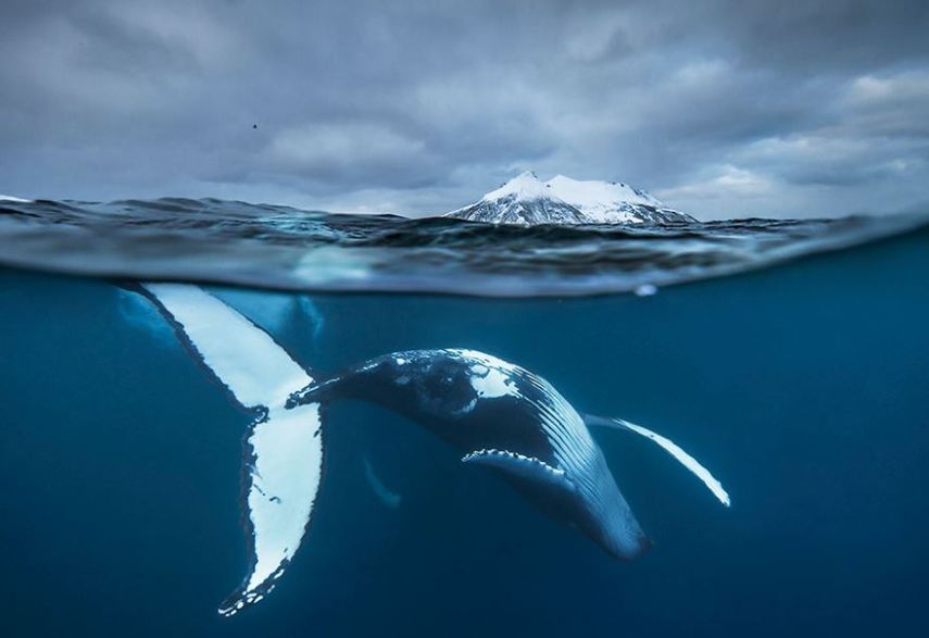 Biólogo norueguês Audun Rikardsen é fascinado por baleias