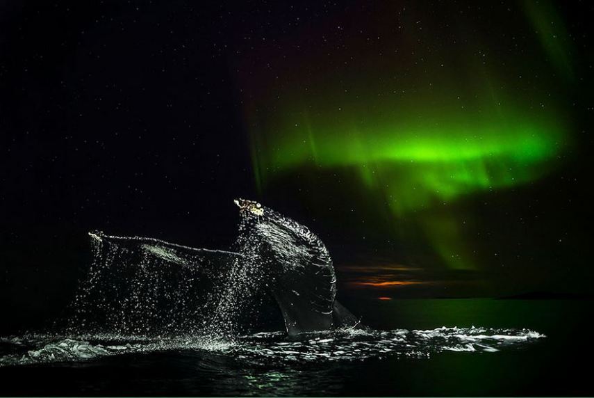 Biólogo norueguês Audun Rikardsen é fascinado por baleias