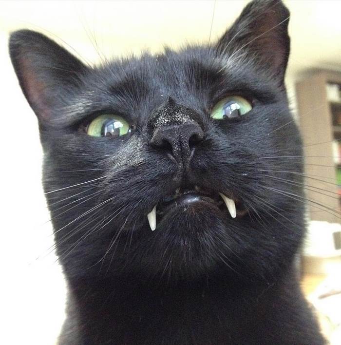 Conheça Monkey, o gatinho que tem verdadeiros dentes de vampirinho. É fofo demais!