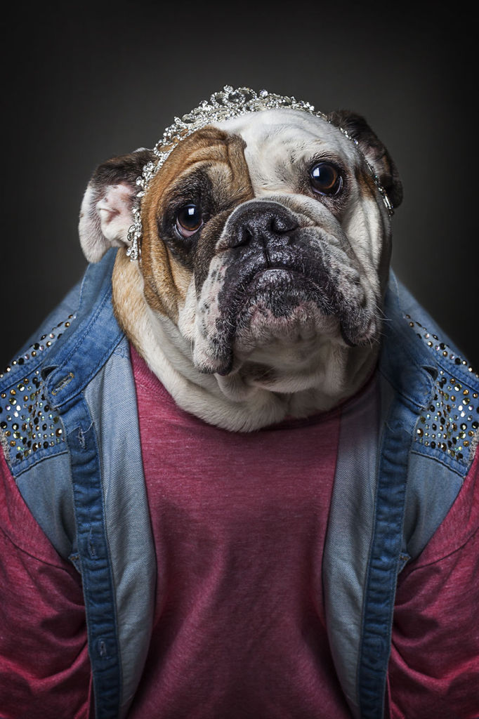 A fotógrafa alemã Sandra Müller escolhe roupas para diversos cachorros e os registra. Você vestiria seu pet assim também?!