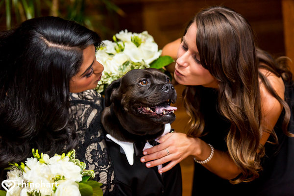 Esses peludos deram uma forcinha no casamento de seus tutores.