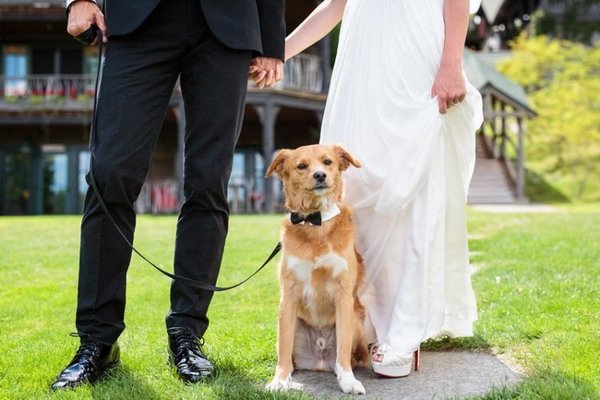 Esses peludos deram uma forcinha no casamento de seus tutores.