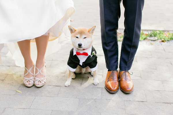 Esses peludos deram uma forcinha no casamento de seus tutores.