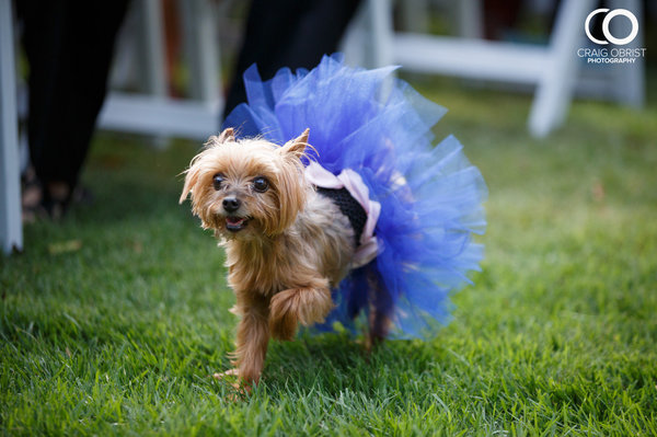 Esses peludos deram uma forcinha no casamento de seus tutores.