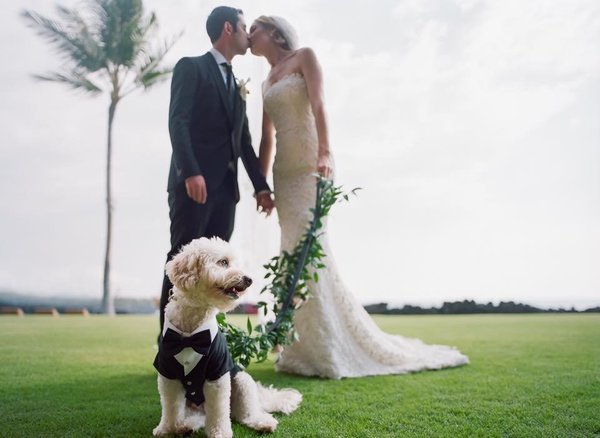 Esses peludos deram uma forcinha no casamento de seus tutores.