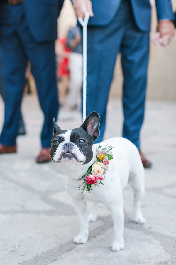 Esses peludos deram uma forcinha no casamento de seus tutores.