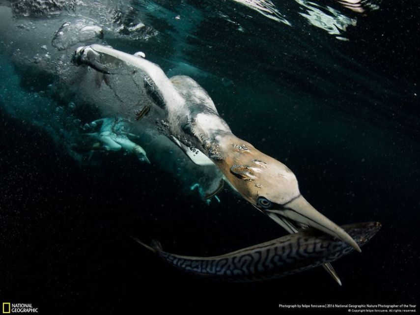 O concurso divulgou as 50 fotos finalistas do National Geographic Nature Photographer of the Year 2016