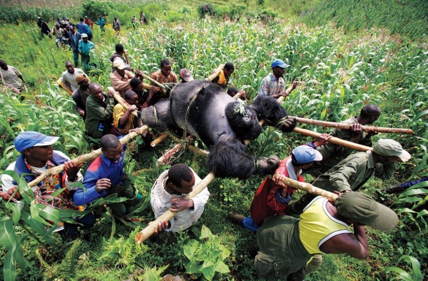 Gorila sendo carregado no Congo, em 2007