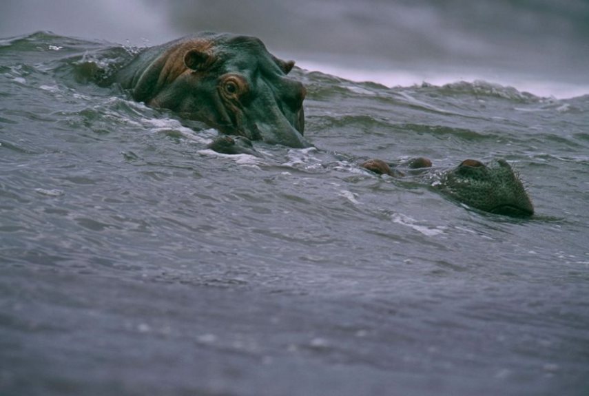 Hipopótamo surfista, na África, em 2000