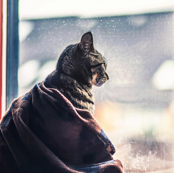 A holandesa Felicity Berkleef, de 21 anos, é fotógrafa especialista em retratar animais de estimação. E, entre seus favoritos, estão seus dois gatinhos: Nero e Tommie. 