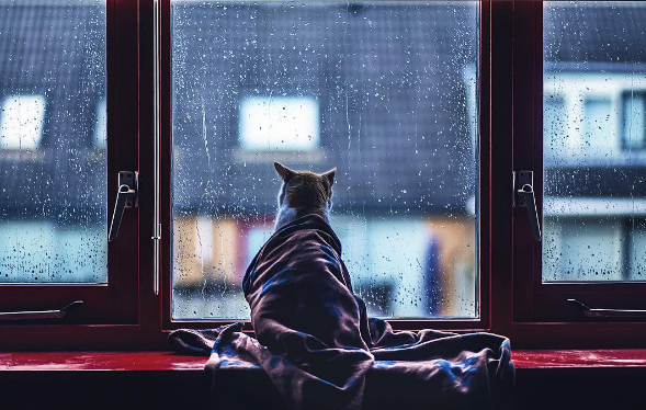 A holandesa Felicity Berkleef, de 21 anos, é fotógrafa especialista em retratar animais de estimação. E, entre seus favoritos, estão seus dois gatinhos: Nero e Tommie. 
