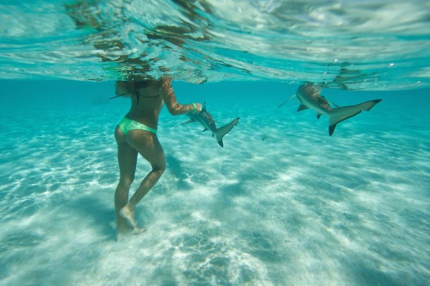 A fotógrafa Eve Riviere registrou o mergulho dela e de duas amigas com estes animais na ilha de Moorea, na Polinésia Francesa
