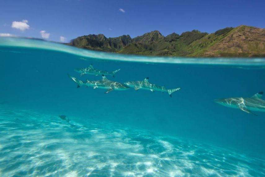 A fotógrafa Eve Riviere registrou o mergulho dela e de duas amigas com estes animais na ilha de Moorea, na Polinésia Francesa