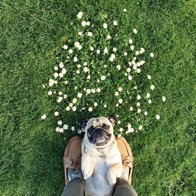 Conheça Norm, simpati(cão) da raça pug