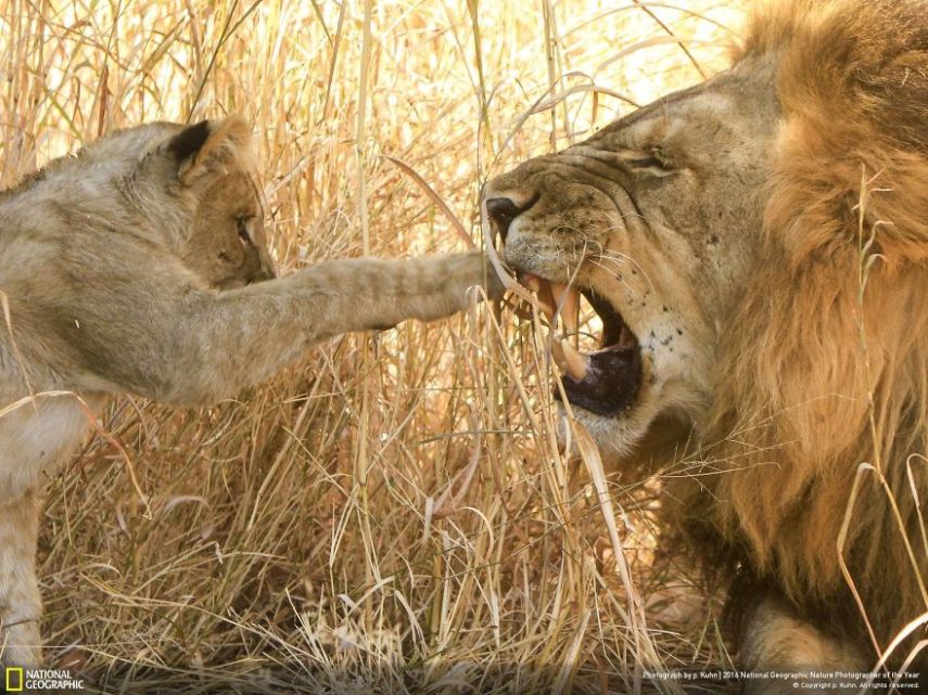 O concurso divulgou as 50 fotos finalistas do National Geographic Nature Photographer of the Year 2016