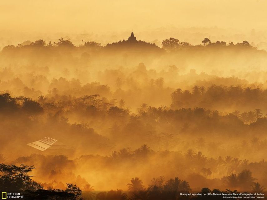 O concurso divulgou as 50 fotos finalistas do National Geographic Nature Photographer of the Year 2016