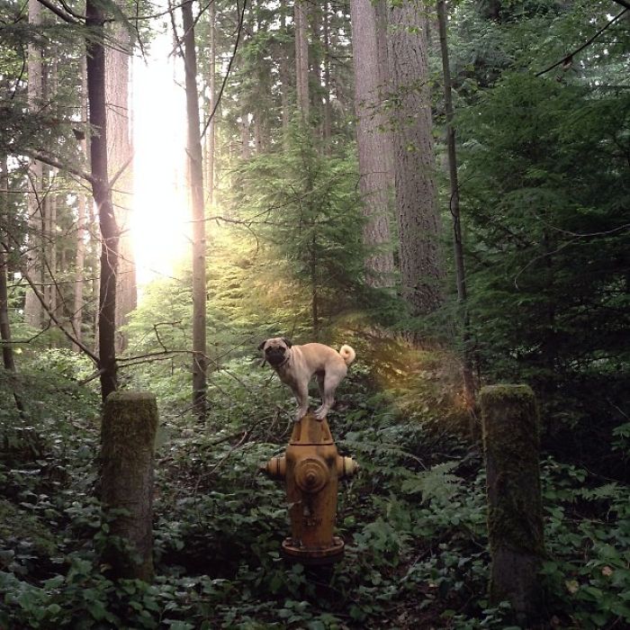 O fotógrafo Jeremy Veach leva seu companheiro de viagem para todos os lados e tira fotos lindas dos dois na estrada