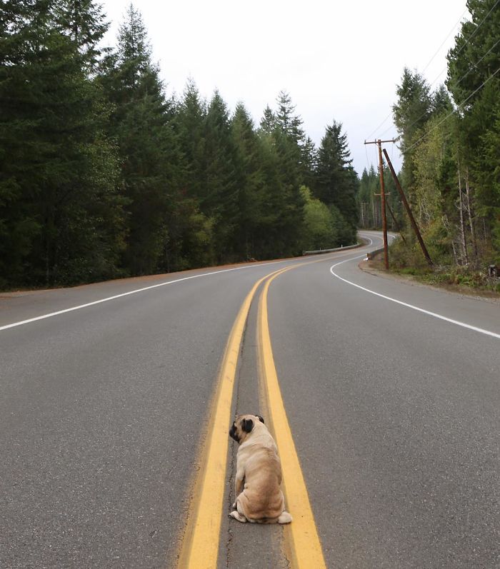 O fotógrafo Jeremy Veach leva seu companheiro de viagem para todos os lados e tira fotos lindas dos dois na estrada