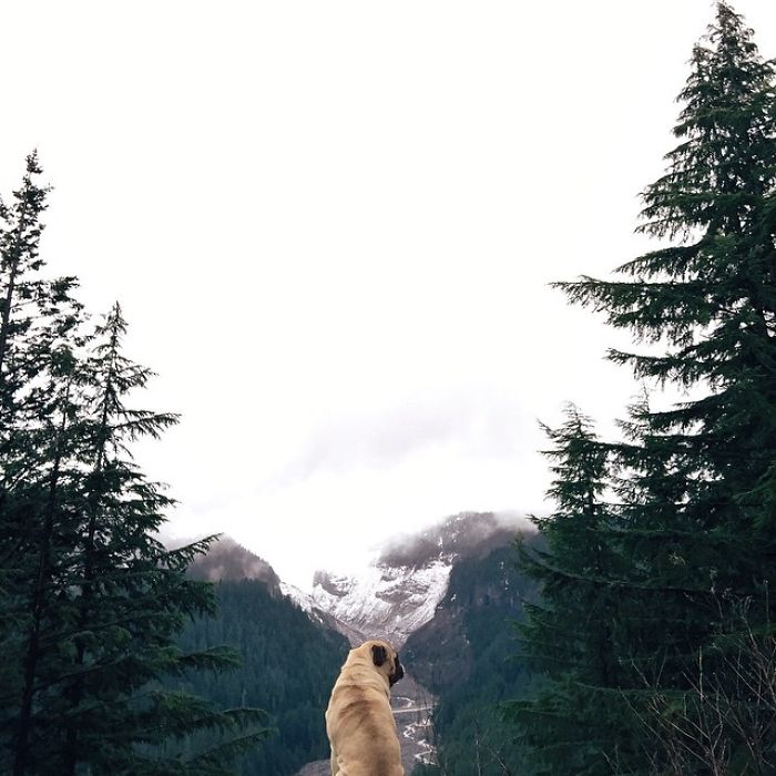 O fotógrafo Jeremy Veach leva seu companheiro de viagem para todos os lados e tira fotos lindas dos dois na estrada