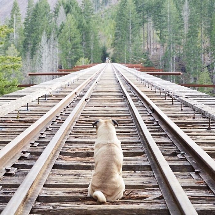 O fotógrafo Jeremy Veach leva seu companheiro de viagem para todos os lados e tira fotos lindas dos dois na estrada