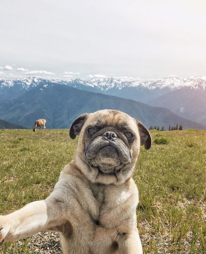 O fotógrafo Jeremy Veach leva seu companheiro de viagem para todos os lados e tira fotos lindas dos dois na estrada