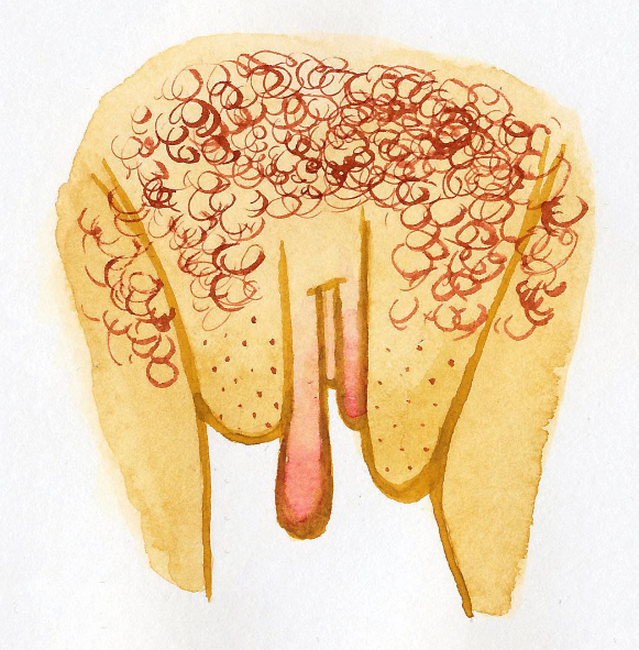 A ilustradora americana Hilde Atalanta mostra a diversidade da vulva, parte externa do órão sexual feminino, em desenhos lindos e com o objetivo de disseminar informações para que as mulheres aceitam e amem seus corpos como eles são.