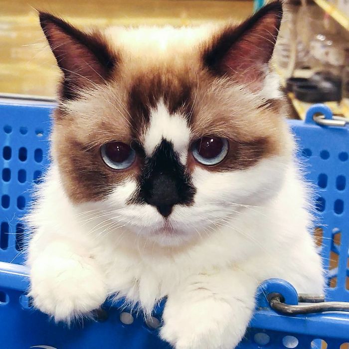 Albert é um gato da raça Munchkin e tem mais de 450 mil seguidores no Instagram (@albertbabycat)