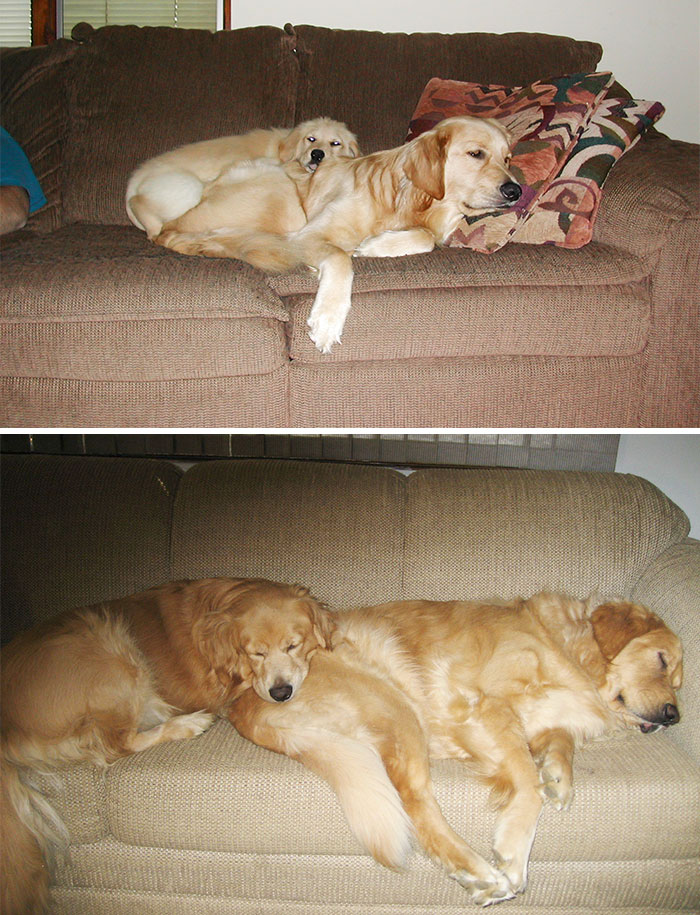 Esses animais envelheceram juntos e continuam super amigos!