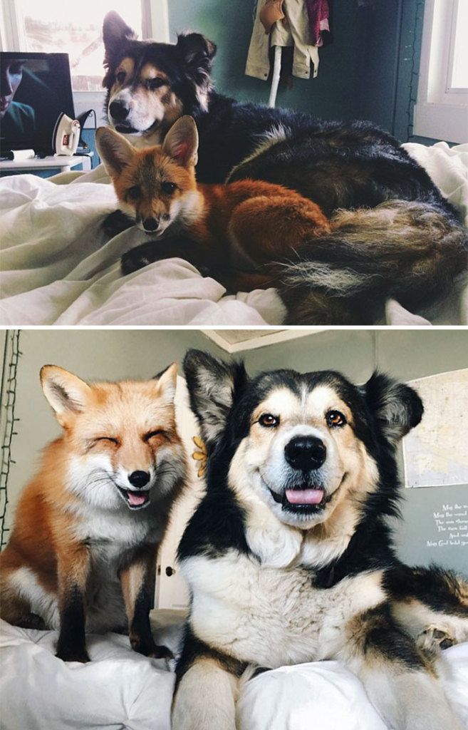 Esses animais envelheceram juntos e continuam super amigos!
