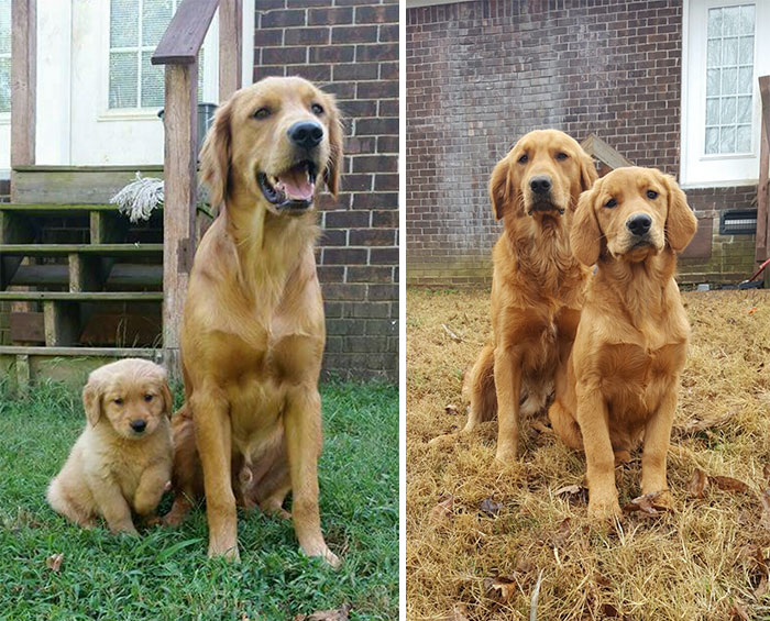 Esses animais envelheceram juntos e continuam super amigos!